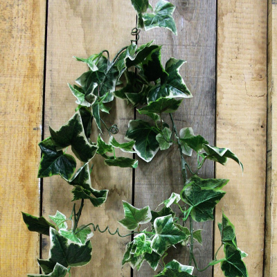 Holland Ivy Garland x 97 leaves 6ft